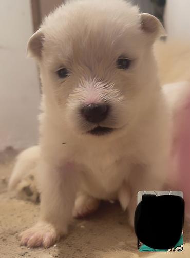 İtlər: Samoyed — 7