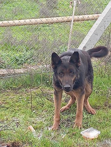akita it: Alman çoban iti — 1