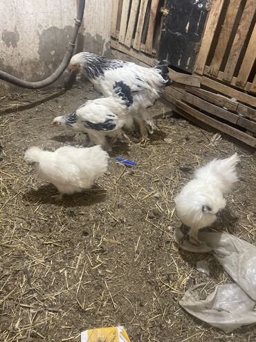 toyuq mehsullari topdan satis: Toyuq, Damazlıq, Ünvandan götürmə