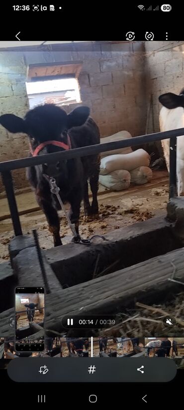 Коровы, быки: Продаю | Бык (самец) | Полукровка | На откорм | Привязанные — 8