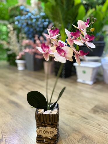 Ağaclar: Depodan bir basa satis 70azn baslayan dekarativ suni agaclar topdan — 13