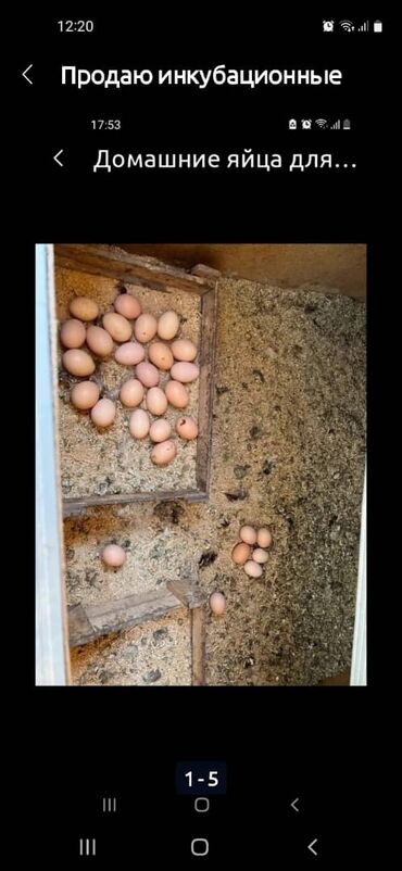 Куры, петухи: Продаю инкубационное яйцо домашних кур. цена за 1 яйцо 20 сом