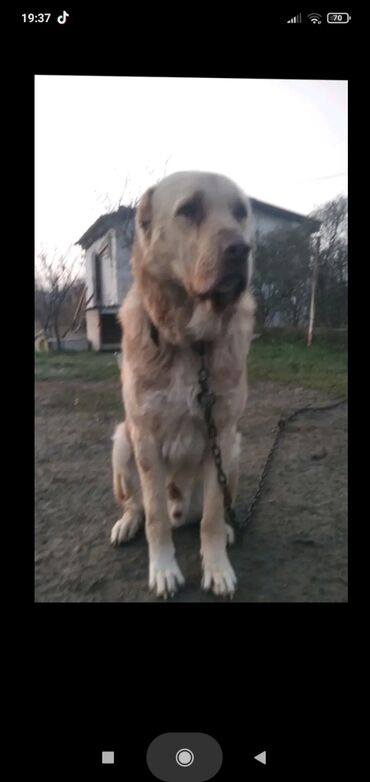 it növləri: Caucasian Shepherd Dog, 2 years dog, Erkek, Peyvəndli, Ünvandan götürmə