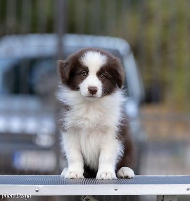 dogs: BORDER COLLIE ŠTENCI – ČOKOLADNI, RED MERLE I CRNO-BELI Sa ponosom — 2