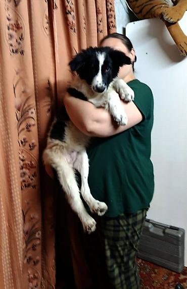 Отдам даром собаку: Собака даром: 5 месяцев, Самец, С прививкой — 3