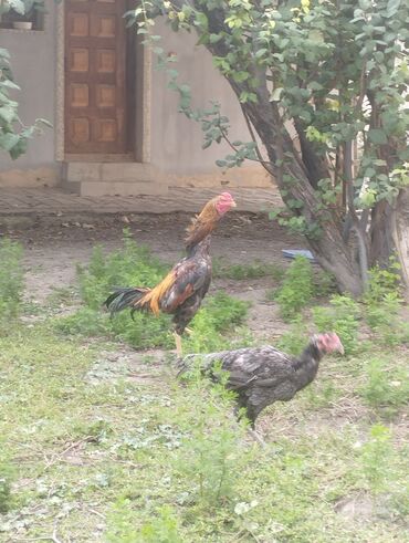 toyuq adı: Salam heyratı çolpalar satılır birinci 2 şəkildəki çolpa 10 aylıqdı