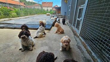 Psi: Lagotto Romagnolo, dostupni štenci Dostupni štenci Lagoto Romanjolo od — 4