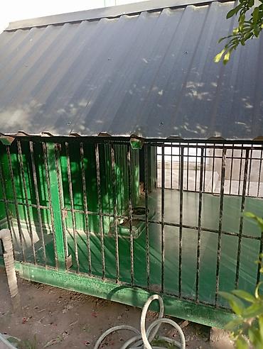 layka iti: 1 ildir alınıb 6 ay istifadə olunub it artıq olmadığı üçün satılır 650 — 3