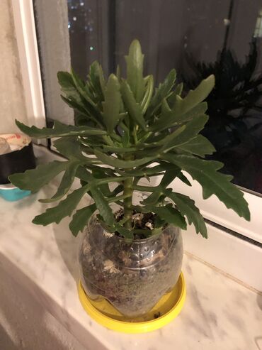 Otaq bitkiləri: Otaq bitkileri — 16