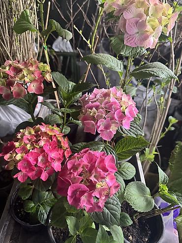 Другие садовые цветы и кустарники: В наличии метельчатые и крупно листовые гортензиии .все сорта есть — 14