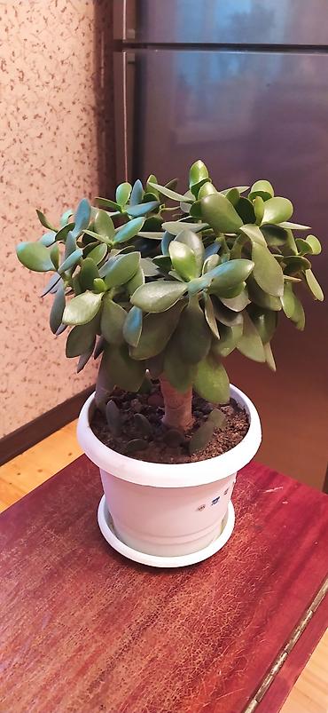pul qab: Saksı bitkiləri – ətirli ıtır (sardunya) və Pul ağacı (Crassula ovata) — 4