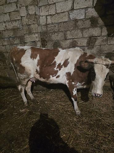 Inəklər, öküzlər: Heyvanlar satılır - Növ: iribuynuzlu mal-qara - Şəkillərdə iki baş — 10