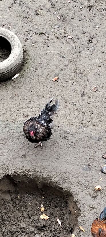 linqorin toyuqlar: Toyuq, Damazlıq