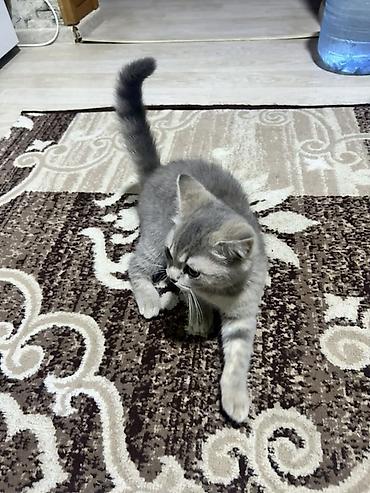 Кошки: Шотландская, Самка, Самовывоз — 1