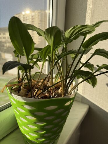 Otaq bitkiləri: Güllər satılır dibçəkdə, hamısını götürənə endirim. Birinə aiddir — 7