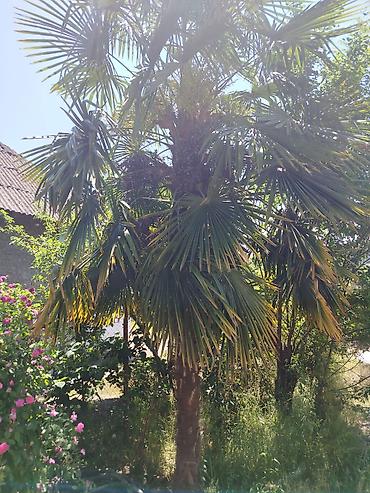 paulownia agaci: Trachycarpus fortunei (yelpənək formalı yarpaqları olan soyuğa davamlı — 2