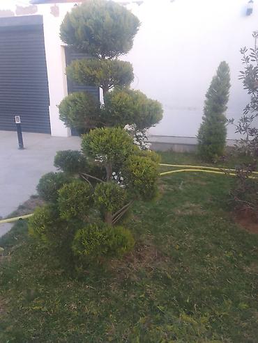 bag evinde is axtariram: Bağban axran işderi axtarıram bağa ayid bütün işlər işdəyirəm qazon — 7