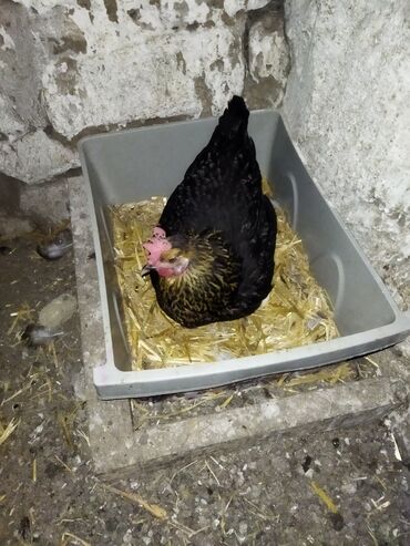ağ pişik satışı: Toyuq Qirt Yatir. 5 Gundu. 1 illik Yeke Toyuqdu. Sekilde olan. Unvan
