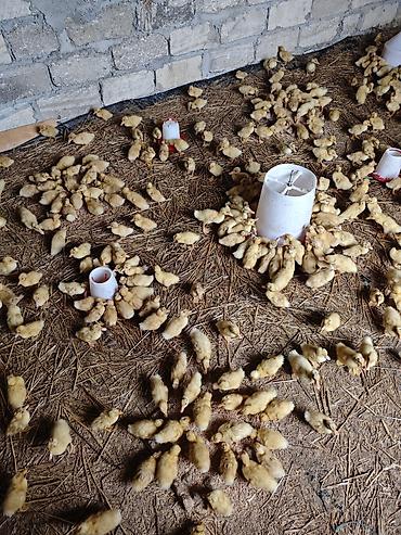 Ördəklər: Məhsul: Ördək balaları (cücələr) Təsvir: - Şəkillərdə böyük sayda — 6