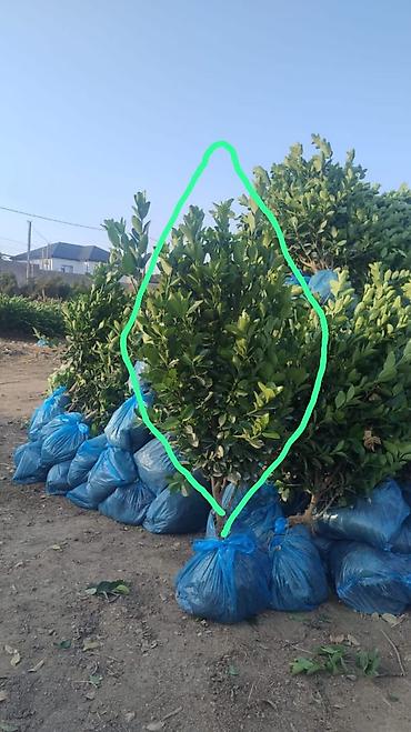 Bitkilər üçün dibçəklər: Dibçəklər kafe heyitçin Taxta dekorativ gülbəsləri və bağ, qutuları — 7