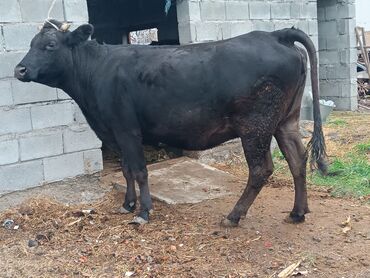 гидропонный корм: Сатам | Уй (ургаачы) | Көбөйтүү үчүн, Сүт алуу үчүн | Асыл тукумдуу, Бооз, Жасалма уруктандырылган