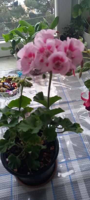 Otaq bitkiləri: Otaq bitkiləri kolleksiyası - Qırmızı-sümbül yarpaqlı oxalis (Oxalis — 6