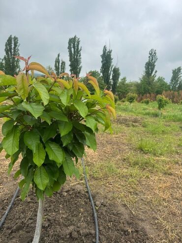 Bağ evlərinin kirayəsi: Şüşəbəndli bağ evi – istirahət və tədbirlər üçün rahat məkan - Geniş — 21