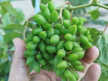 Şitillər: Gəl, bax, seç, apar. Məkan Bilgəh. Köklü Torpaqlı dibçəkdə: Ağ şanı - — 10