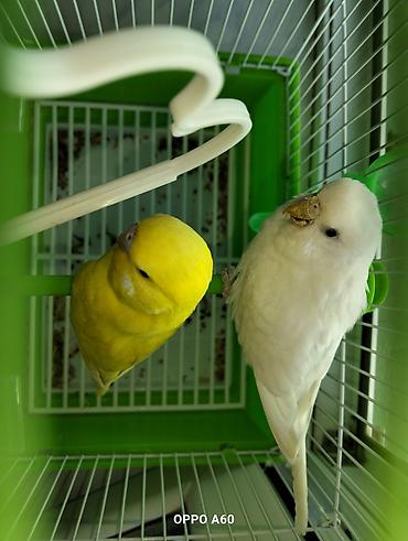 Qəfəslər: Baza ilə birgə dalğalı tutuquşu dəsti - 2 ədəd dalğalı tutuquşu (bir — 2