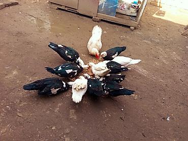 Ördəklər: 2 Erkey 10 dişi yumurtamaq üzredi CİDİ fikri olan YASİN burda ve ya — 2