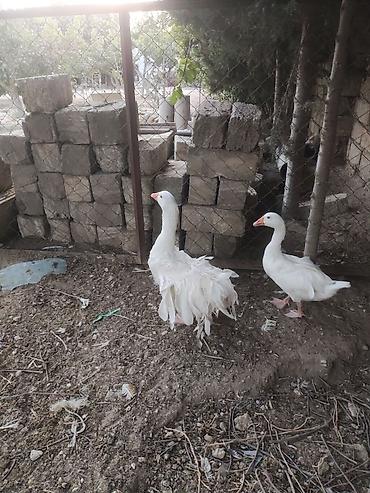 kangal iti satilir: Qiymet birine ayitdi — 3