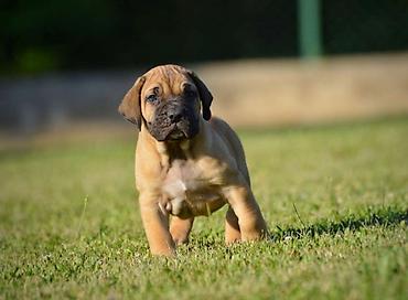 velika pudla: Na prodaju stenci Presa Canario izuzetnih krvnih linija, sa ozbiljnim — 6