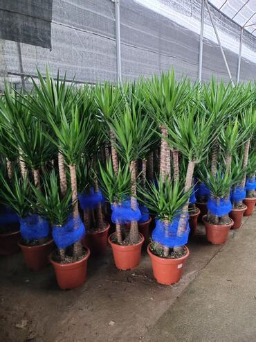 Другие комнатные растения: Предлагаются различные комнатные растения в горшках. В наличии кротоны — 6