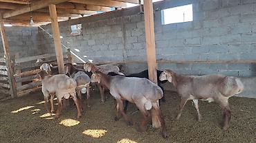 Продам с/х животных: Продаю | Ягненок | Для разведения | Ярка — 3