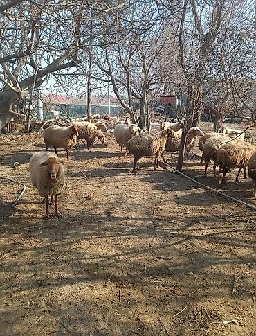 Digər kənd təsərrüfatı heyvanları: Digər kənd təsərrüfatı heyvanları — 8