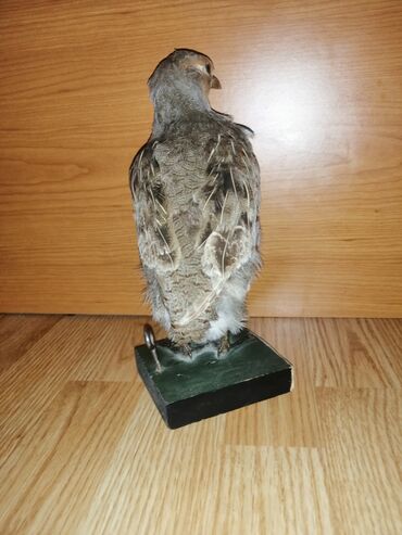 Ptice: Preparirana ptica — 3