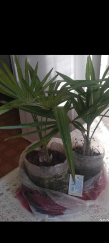 xlorofitum bitkisi: ИКи едед бир ерде пальма сатилир 15м