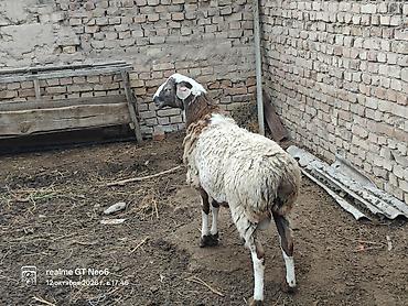 Сатам | Кочкор (эркек) | Аргын | Көбөйтүү үчүн | Жасалма жол менен боозутуу lalafo.kg да — 4 Сатам | Кочкор (эркек) | Аргын | Көбөйтүү үчүн | Жасалма жол менен боозутуу — 4