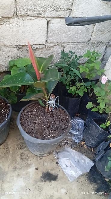 bambuk gülü: Qum Kauçuku (Ficus elastica) – dekorativ ev bitkisi, qara plastik — 1