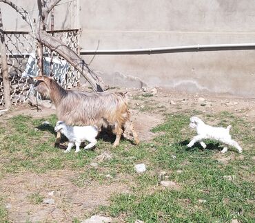 heyvan bazari keci: Dişi, Alpine, il: 2, 40 kq, Damazlıq, Ünvandan götürmə