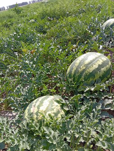 уголь каракече бешсары шабыркуль каражыра доставка бишкек купить: Арбузы Самовывоз