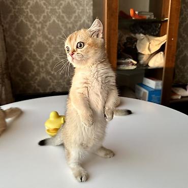 котята 1 месяц: Британская короткошёрстная, 3 месяца, Девочка, Золотая шиншилла, Приучена к лотку — 3