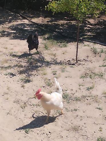 Toyuqlar: Toyuq, Australorp, Damazlıq, Ünvandan götürmə — 1