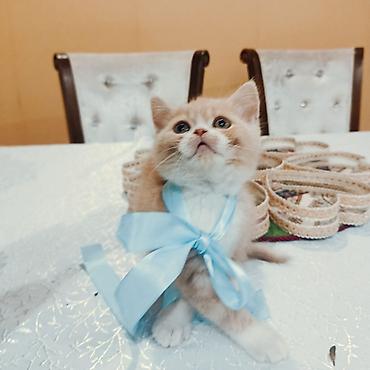 Pişiklər: Şotland — 9