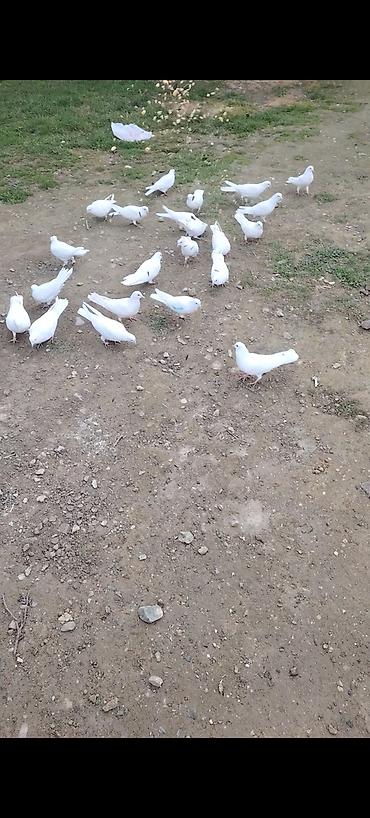 Göyərçinlər: Kom bir nesil 12 tük ağlar çılpaq 23 quşdu kom 220 m - Növ: ev — 1