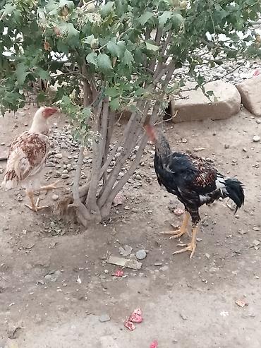 hind quşu baximi: Toyuq, Damazlıq — 4