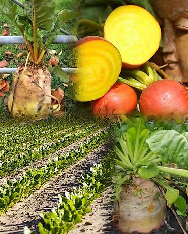 садовый измельчитель бишкек: 🌱 ПРОДАЁМ КОРМОВУЮ ЖЁЛТУЮ СВЁКЛУ ДЛЯ ЖИВОТНЫХ! 🐄🐑🐐🐎 Предлагаем — 4