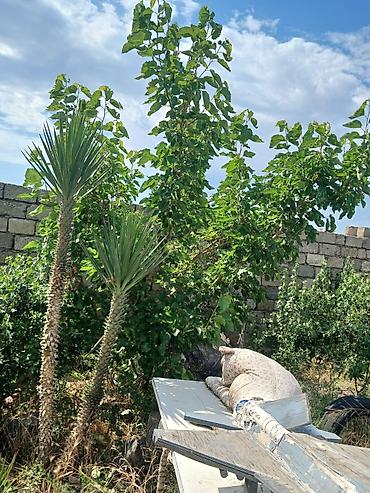Həyət evləri və villaların satışı: Nardaran qəs. 3 otaqlı, 3 kv. m, Kredit yoxdur, Orta təmir — 14