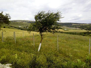 Torpaq sahələrinin satışı: 300 sot, Kənd təsərrüfatı, Mülkiyyətçi -da lalafo.az — 5 Torpaq sahələrinin satışı: 300 sot, Kənd təsərrüfatı, Mülkiyyətçi — 5