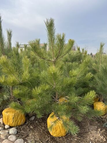 Декоративные деревья: Саженцы деревьев: Сосны — 10